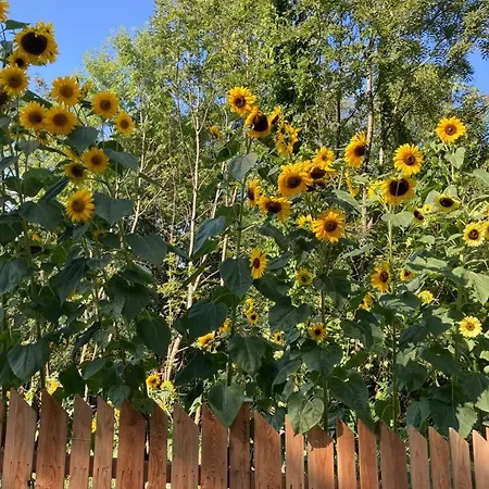 וילה Cozy Nature House *